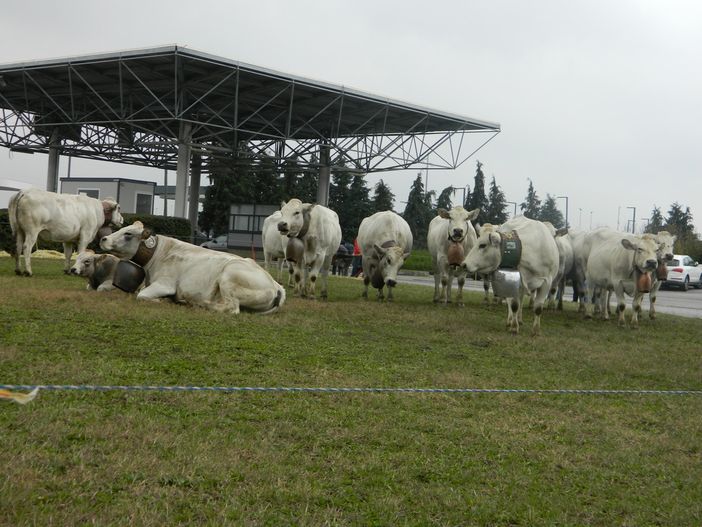 Sabato 6 novembre, webinar “conosco la piemontese” in diretta su tutte le piattaforme BeLocal e TargatoCN