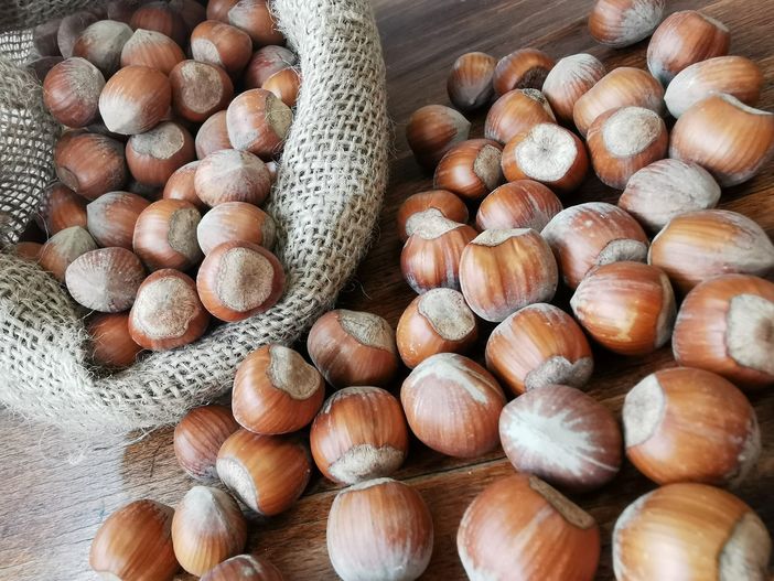 nocciola - foto d'archivio nocciola - foto d'archivio