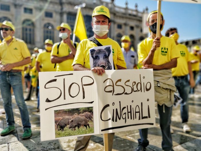 Cinghiali, la protesta di Coldiretti: "Danni in aumento, serve intervenire subito" Cinghiali, la protesta di Coldiretti: "Danni in aumento, serve intervenire subito"