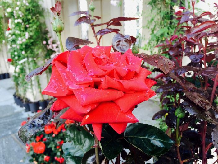 A Pragelato quest’anno fioriscono le frazioni A Pragelato quest’anno fioriscono le frazioni