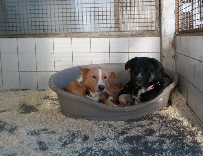 Due ospiti del canile di Bibiana Due ospiti del canile di Bibiana