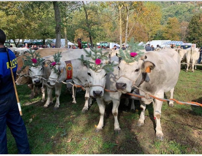 Villar Pellice in festa tra bovini, ovini, caprini e un Quarto eccedente