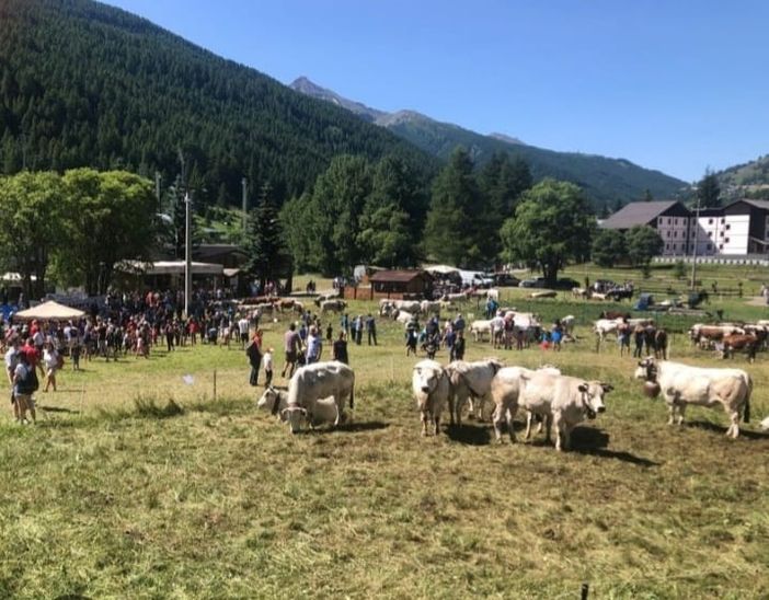 Pragelato è pronta per eleggere le nuove ‘Miss Mucca’ e ‘Miss Manza’