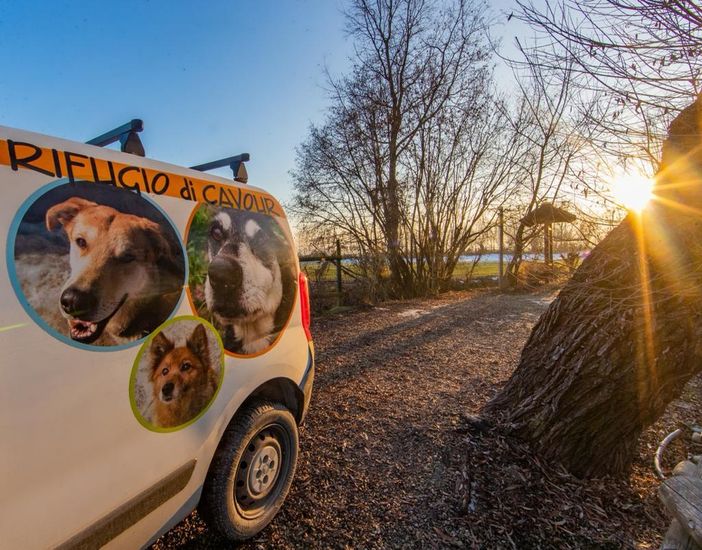 Carenza di vaccini e adozioni instabili: cambia il mondo per cani e gatti Carenza di vaccini e adozioni instabili: cambia il mondo per cani e gatti