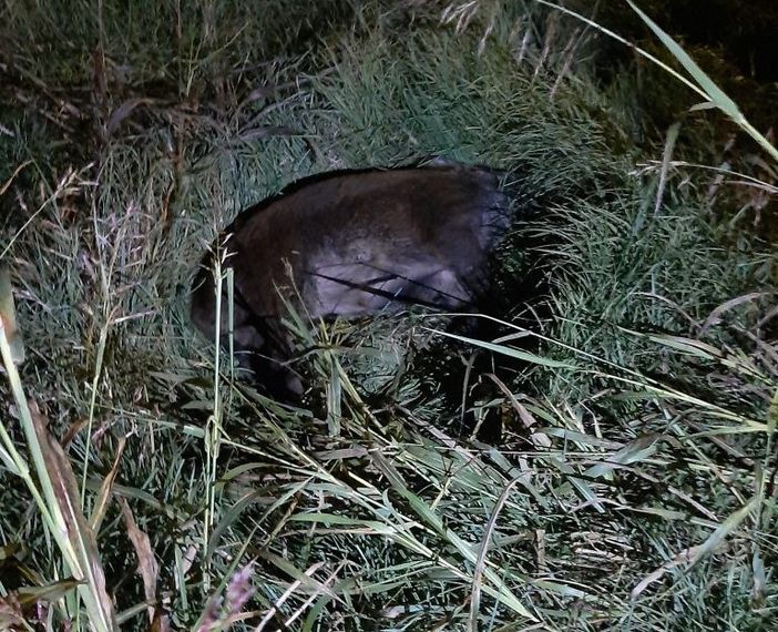 carcassa cinghiale carcassa cinghiale