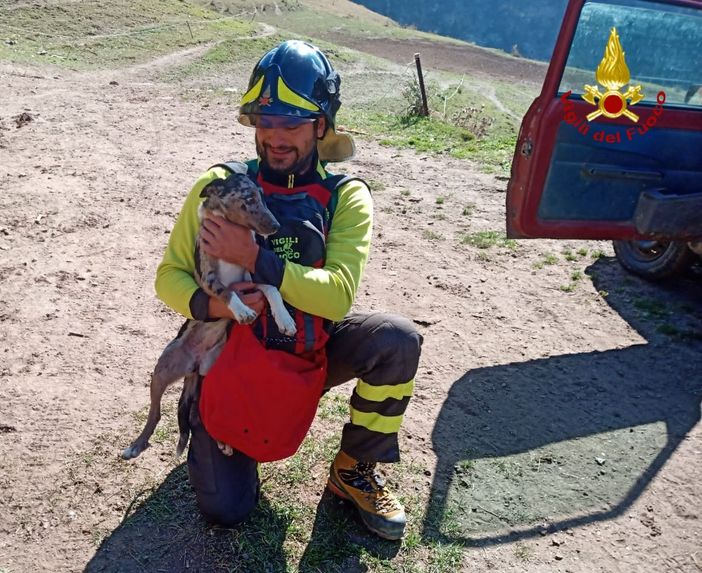 Fenestrelle, cane da pastore resta bloccato su una parete rocciosa: portato in salvo dall'elicottero dei vigili del fuoco Fenestrelle, cane da pastore resta bloccato su una parete rocciosa: portato in salvo dall'elicottero dei vigili del fuoco