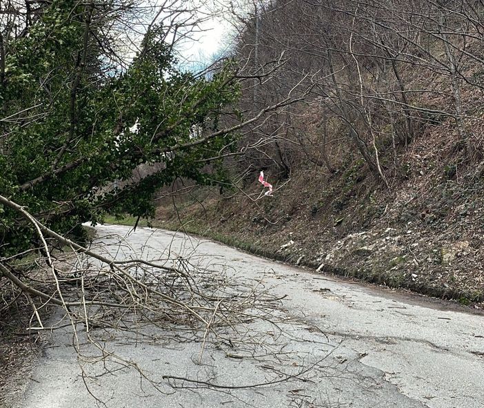 Piante abbattute dal vento a Luserna San Giovanni: Vigili del fuoco e Polizia locale al lavoro Piante abbattute dal vento a Luserna San Giovanni: Vigili del fuoco e Polizia locale al lavoro