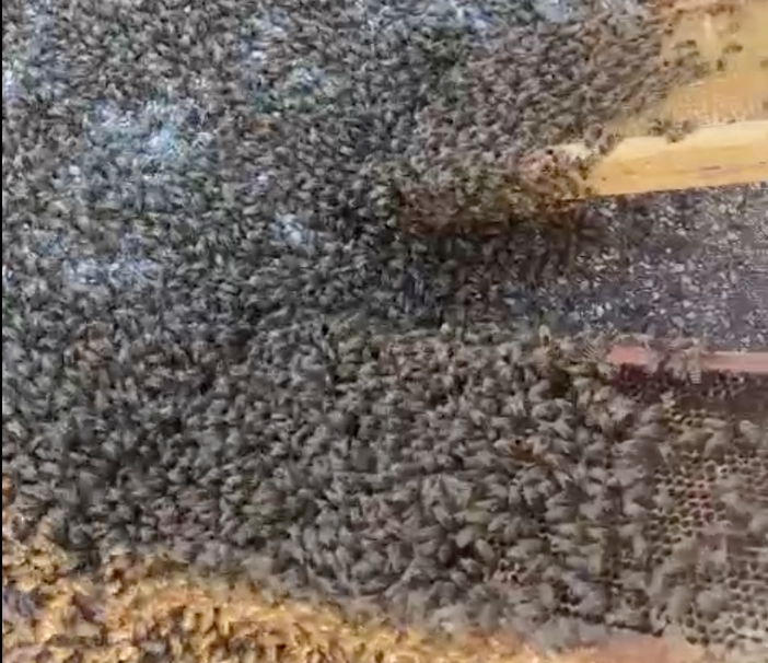 La natura si prende la zona industriale di Orbassano: maxi sciame d'api catturato davanti all'Av El [VIDEO]