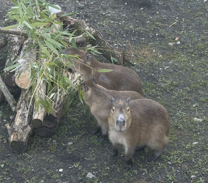 Le tre sorelle capibara Le tre sorelle capibara