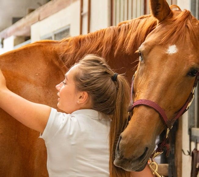 Benessere dei Cavalli: Routine Quotidiane e Attenzioni Indispensabili Benessere dei Cavalli: Routine Quotidiane e Attenzioni Indispensabili