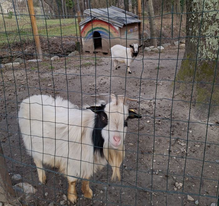 Erbetta (in secondo piano) con Gianbanto (davanti)