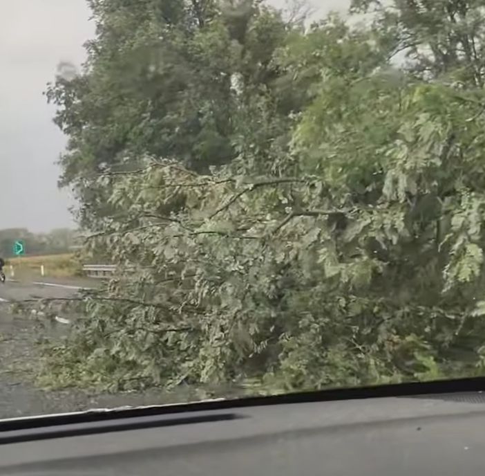 La pianta si è abbattuta sulla carreggiata in direzione del capoluogo La pianta si è abbattuta sulla carreggiata in direzione del capoluogo