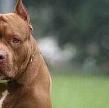 Due pitbull aggrediscono una cagnolina e i suoi padroni: attimi di paura a Moncalieri Due pitbull aggrediscono una cagnolina e i suoi padroni: attimi di paura a Moncalieri