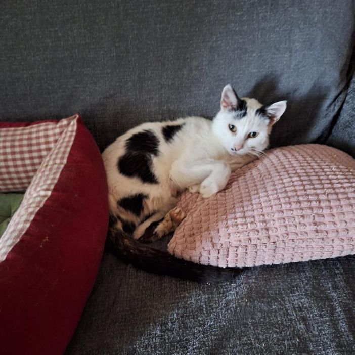 Amanti dei gatti al lavoro nel Pinerolese per portare a termine la missione di Cinzia Amanti dei gatti al lavoro nel Pinerolese per portare a termine la missione di Cinzia