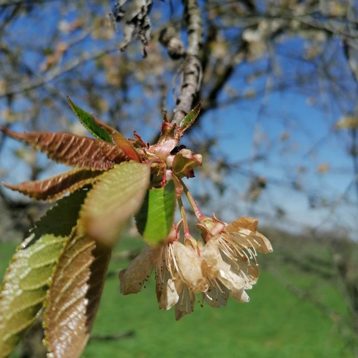 ciliegio gelato ciliegio gelato