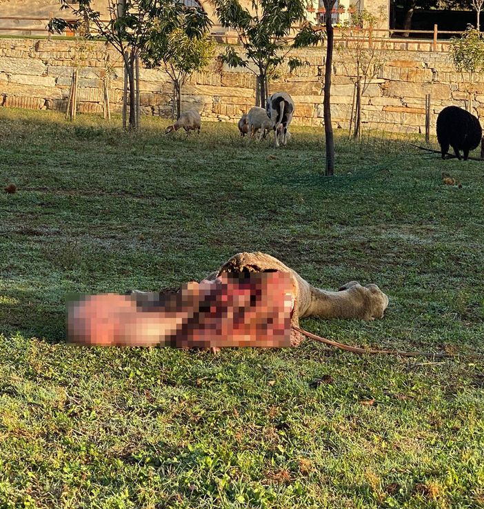 La pecora predata a San Giovanni