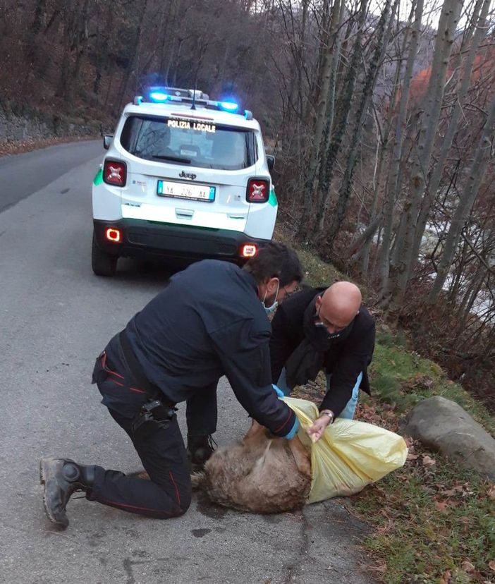 Lupo femmina investito Angrogna 22 dicembre 2020 Lupo femmina investito Angrogna 22 dicembre 2020