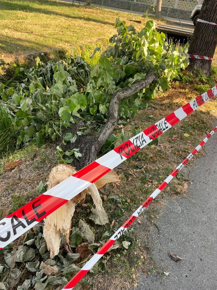 Il ramo caduto Il ramo caduto