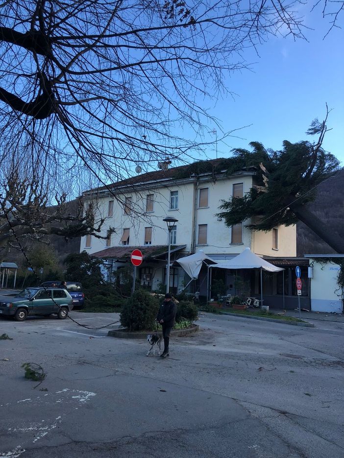 Torre Pellice: il forte vento abbatte il pino storico della stazione Torre Pellice: il forte vento abbatte il pino storico della stazione