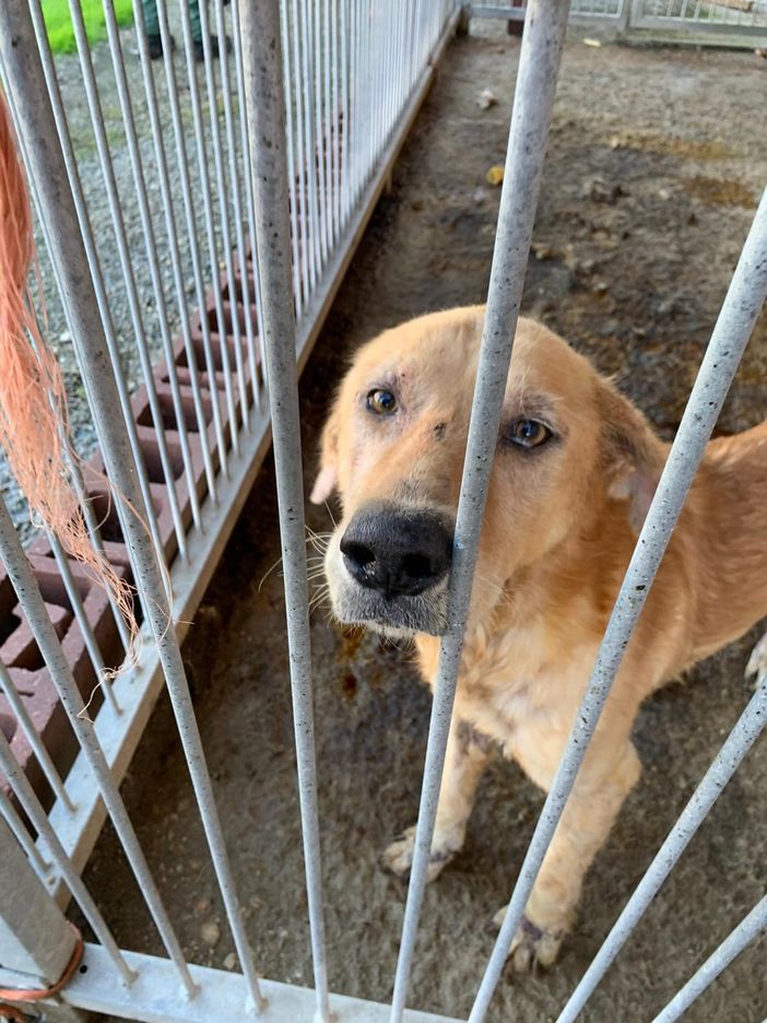 None: il cane dormiva tra gli escrementi, denunciato per maltrattamenti animali (FOTO)