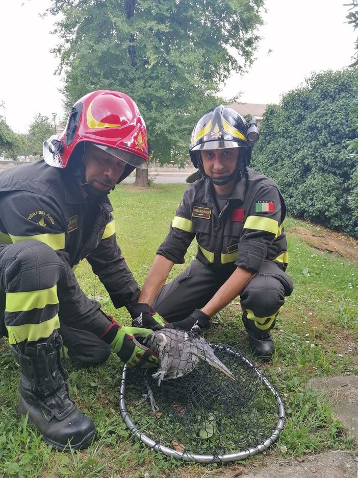 Airone si incastra in una recinzione, liberato dai Vigili del fuoco di Pinerolo