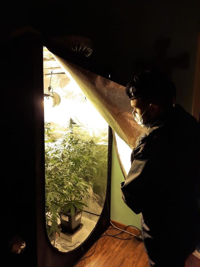 Un carabiniere osserva una piantagione di marijuana fatta in casa