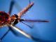 Dengue, nel microbioma delle zanzare un batterio alleato per controllarla: lo studio