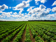 Agricoltura: report, clima pesa su produzione ma cresce biologico
