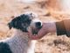 Effetti a lungo termine dei vermi sulla salute del cane