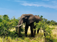 Kruger Park: il Sudafrica da vivere tutto in un fiato