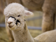 Petsfestival 2023 presenta l’international Llama &amp; Alpaca Show