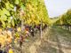 Il Piemonte del vino guarda al biologico: quando la sostenibilità passa dalla cooperazione