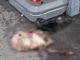 Agnello macellato ai cassonetti di Luserna San Giovanni