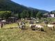 Pragelato è pronta per eleggere le nuove ‘Miss Mucca’ e ‘Miss Manza’