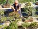 Nicola Scarafia con i suoi bonsai Nicola Scarafia con i suoi bonsai