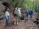 Mulattieri e muli in azione a Rorà