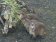 Le tre sorelle capibara