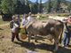 La cinquina del Grand Puy a Miss Mucca a Pragelato