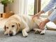 Metacam nei cani con disturbi muscolo-scheletrici, quando il veterinario può valutarne l’impiego