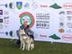 Il bibianese Vercellone e i suoi Siberian Husky al via oggi agli Europei