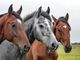 San Donato sale a cavallo e torna al medioevo