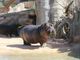 Il Bioparco Zoom dice addio all’ippopotamo Lisa
