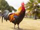 Disturbava il sonno degli abitanti di Luserna San Giovanni: la Polizia locale fa allontanare un gallo