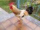 Il gallo allontanato dagli Airali