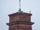 Il campanile di Osasco