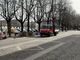 Il Comune di Pinerolo cura le piante di piazza Vittorio Veneto che “faticano a respirare”