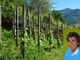 Moreno Soster e la sua vigna