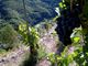 Le vigne di Pomaretto