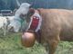 La Miss Mucca Risulin