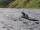 La salamandra lanzai